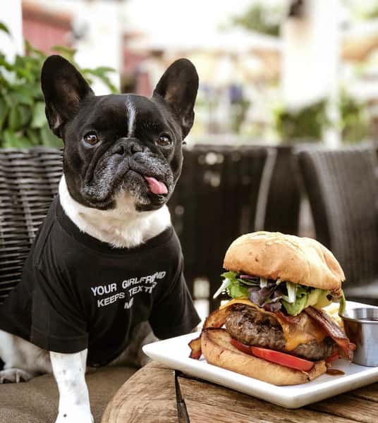 Dog n Burger