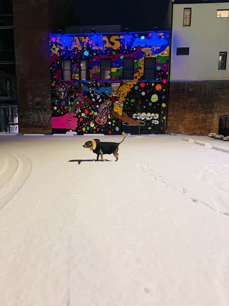 stay lost mural behind Lost & Found OTR with dog