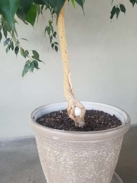 Photos Cottonwood On The Greens Restaurant in Los Alamos, NM