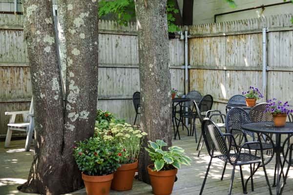 beer garden trees