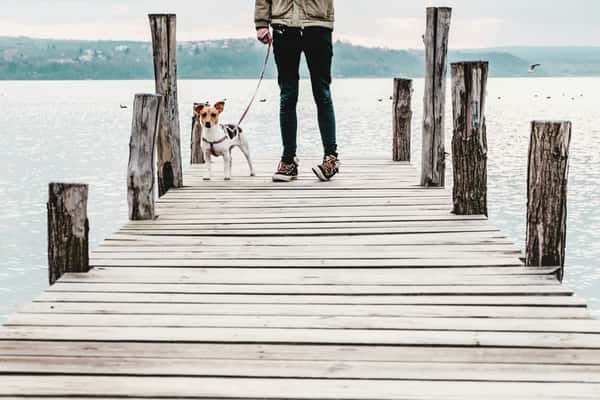 pet friendly on a deck