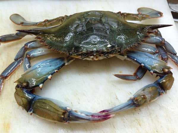 a crab