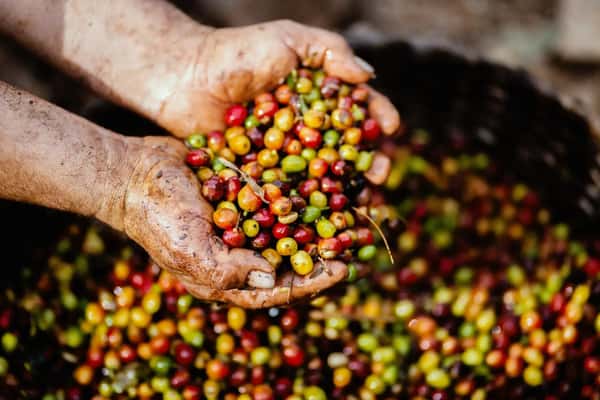 Freshly harvested coffee cherries held in a farmer's hands.