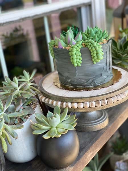 succulent cake 