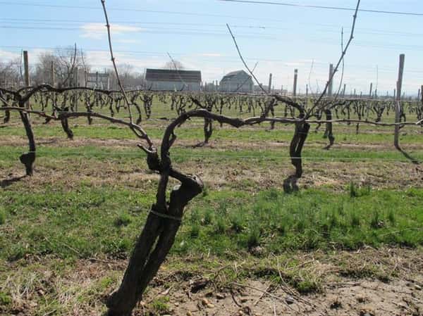 Winter vines
