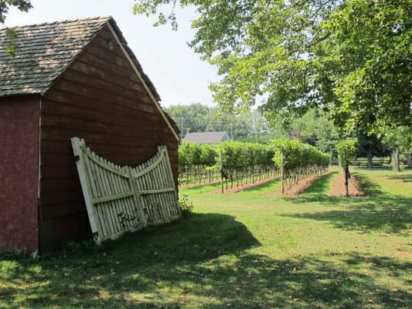 Old Fields Vineyard