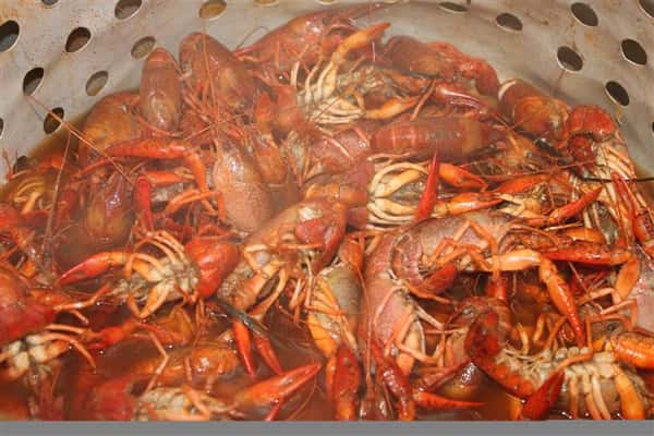Photo of a steamed crawfish broil