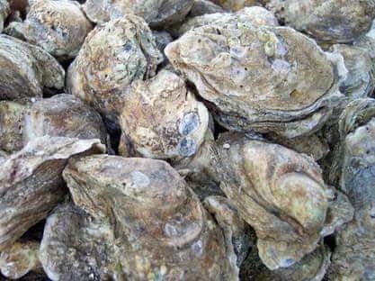 Oysters - Steamed