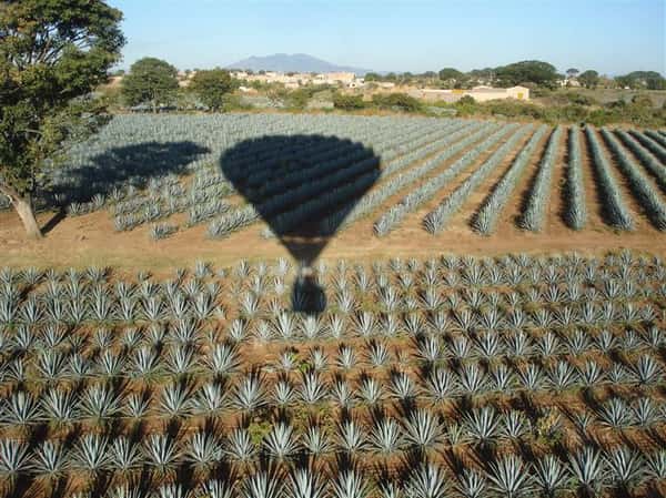 A balloon flying over agave plantations