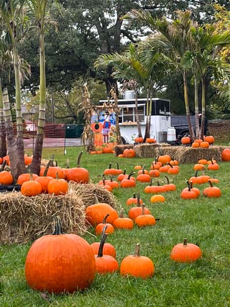 A festive pumpkin patch with scattered pumpkins on green grass, surrounded by hay bales and palm trees, with a colorful photo cutout board and food truck in the background.