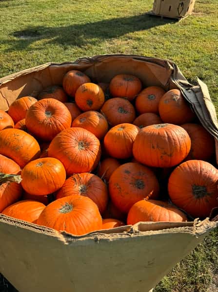 Large cardboard bin filled with bright orange pumpkins sitting on green grass under the afternoon sun.