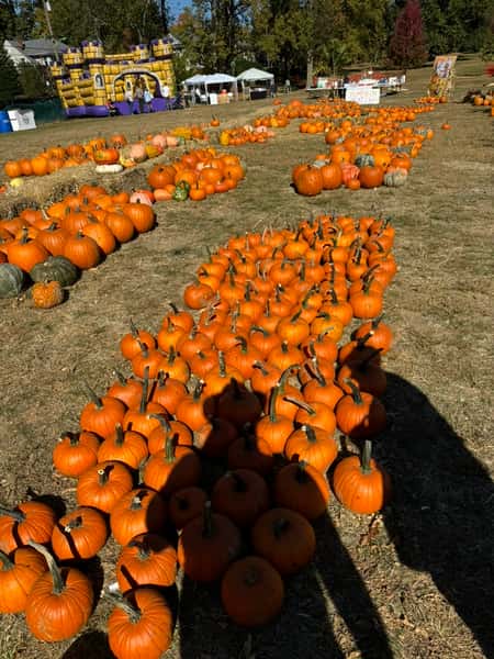 Rows of pumpkins neatly arranged on dry grass at a pumpkin patch, with tents and a bounce house in the background.