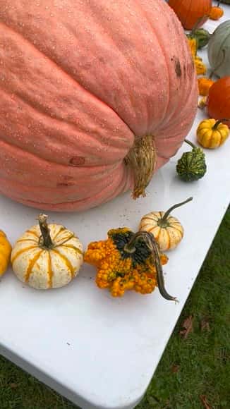 This image features a display of various pumpkins and gourds on a white table. There's a large, pinkish-orange pumpkin dominating the scene, surrounded by smaller decorative gourds in white, yellow, orange, and green hues. The mix of colors and textures, especially the bumpy surfaces of the ornamental gourds, adds a festive and autumnal feel.
