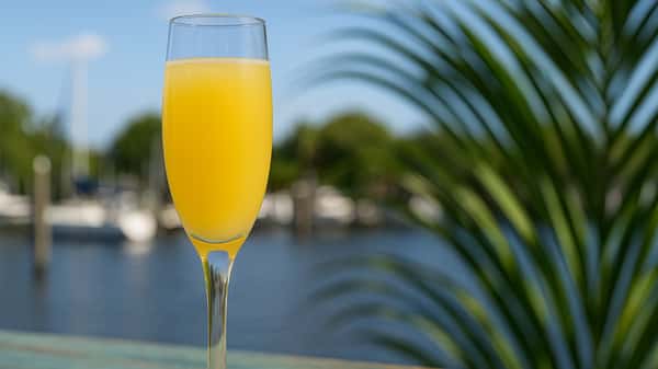 Classic Mimosa