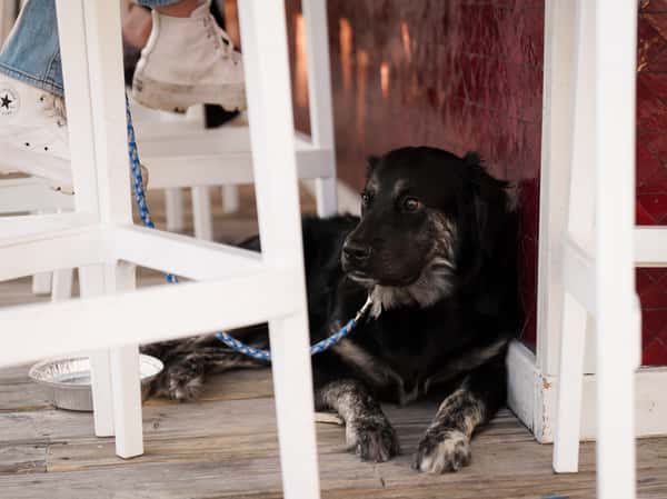 dog