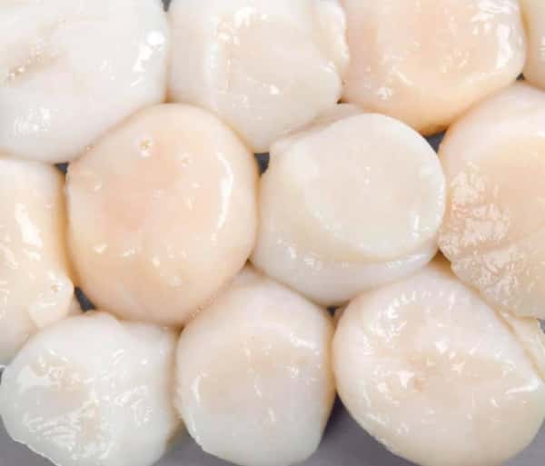 assorment of grilled scallops