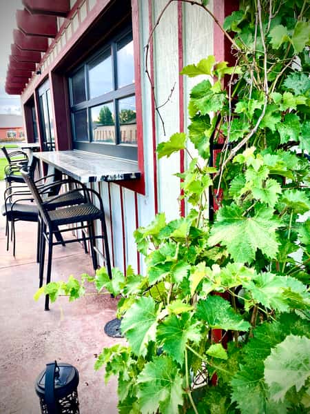 grape vine