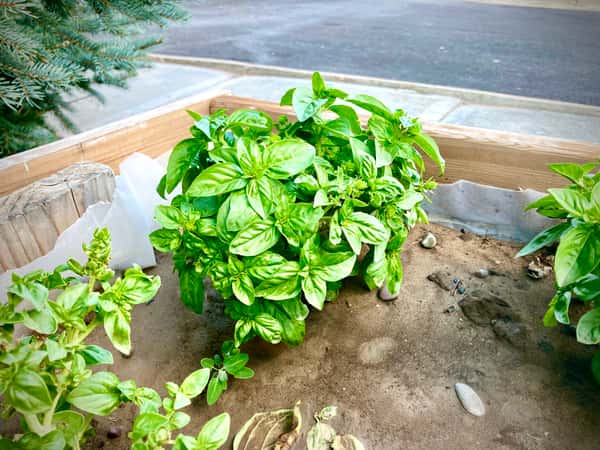 basil