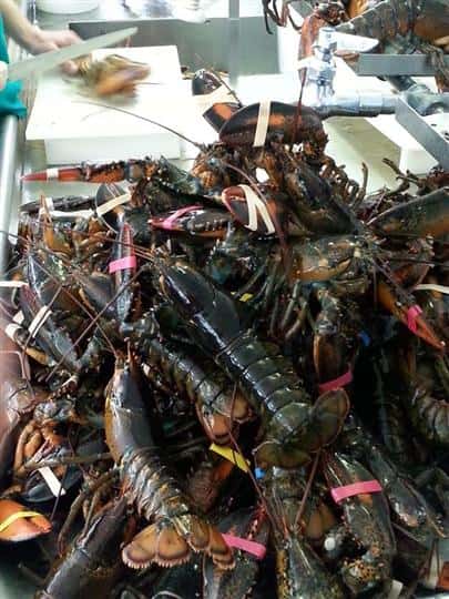 a pile of lobsters