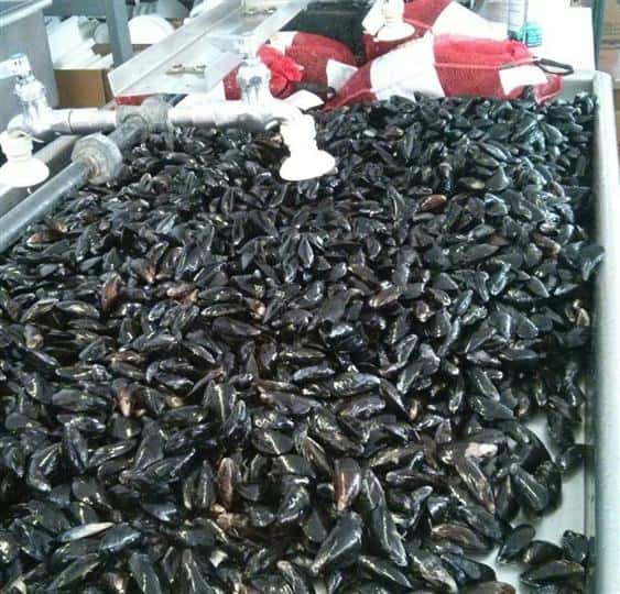a huge pile of hundreds of mussels