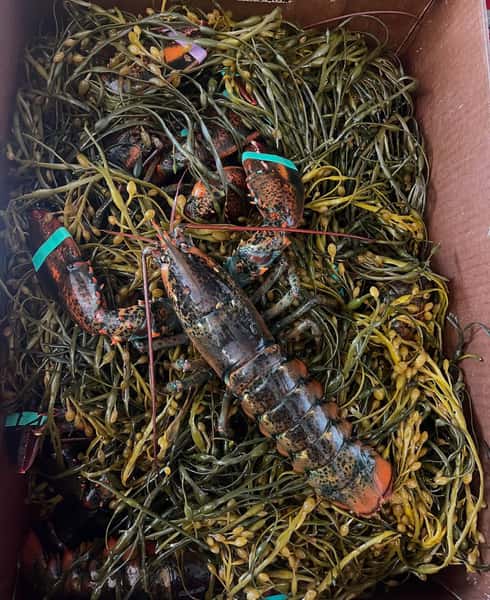 Lobster