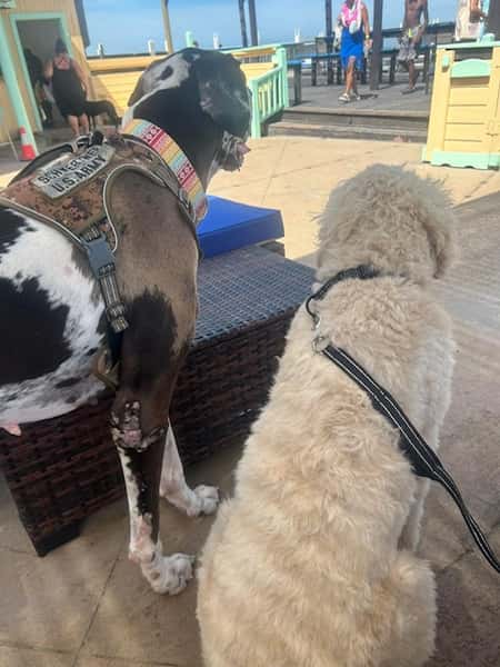Puppies Welcome