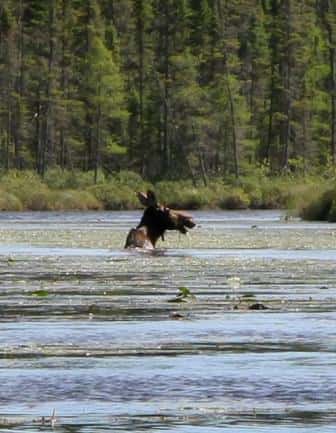 Moose wading through water