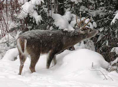 Deer in snow near tree