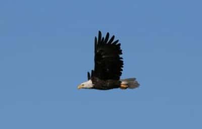 Eagle in flight
