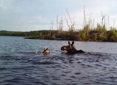 Moose and calf wading through water