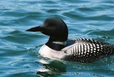 Common Loon in water