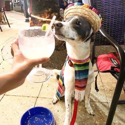 dressed up dog smelling margaritas
