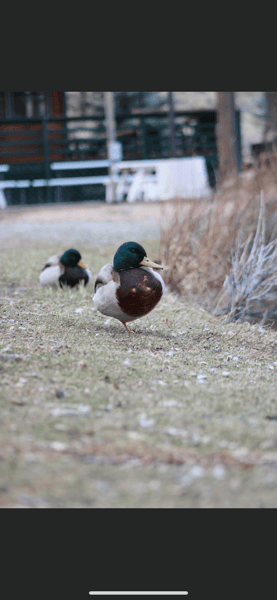 ducks