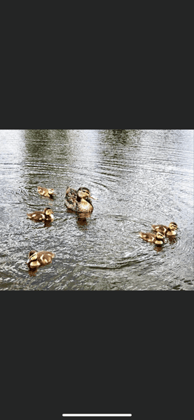 duck swimming