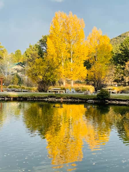 pond yellow trees