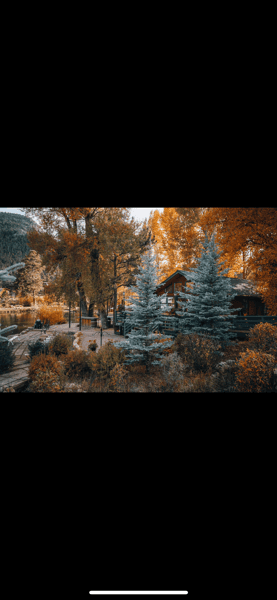 forest