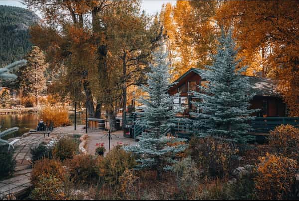 forest