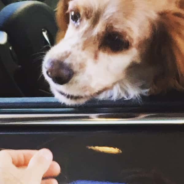 dog going through drive thru at the grind location