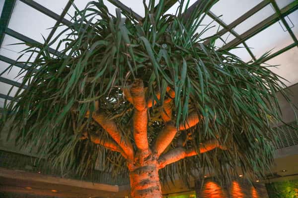 tree