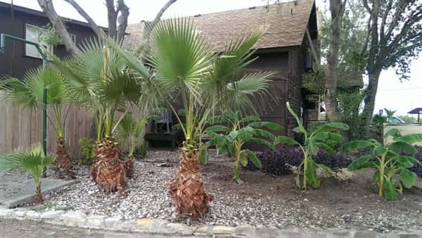 palm trees outside of restaurant