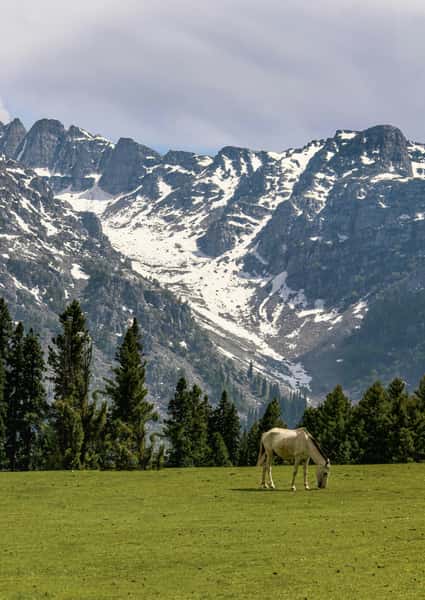 A white horse grazing on a green meadow with a backdrop of pine trees and rugged snow-dusted mountains.