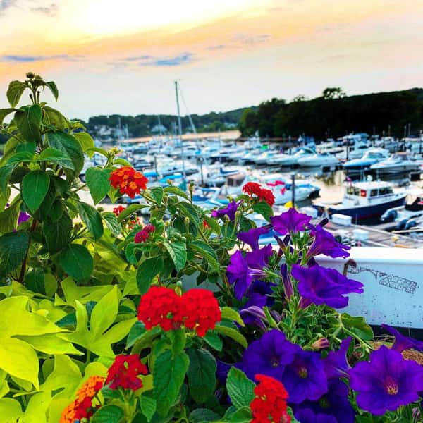 flowers and harbor