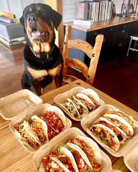 dog with tacos 