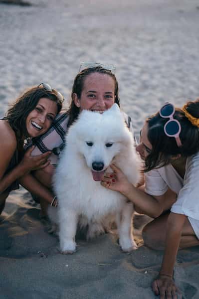 dog