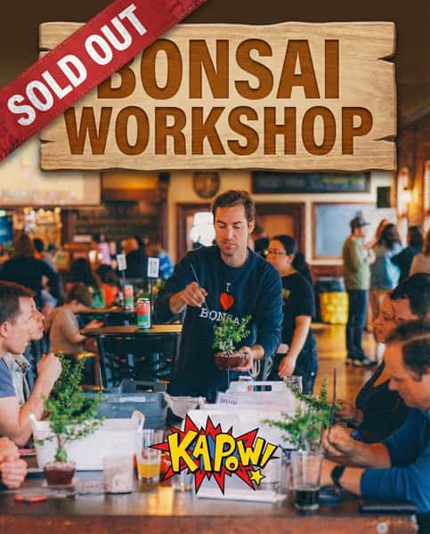 SOLD OUT: Bonsai Bar  Tiny Trees, Big Demand - Kapow Noodle Bar - Asian  Fusion Restaurant in FL