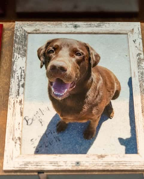 Dog Photo 5