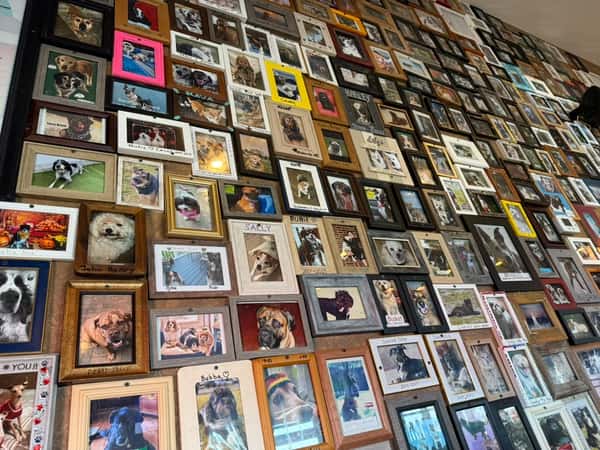 Dog Wall Photo 2