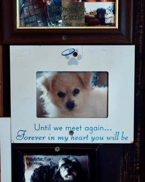 Dog Photo 1