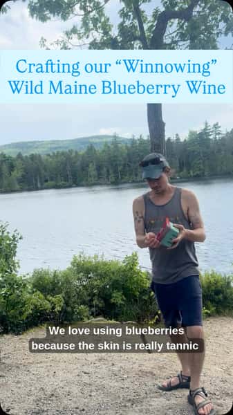 We do a lot of fun (and sometimes whimsical) projects & collaborations, but making the “Winnowing” Wild Mine Blueberry Wine is one of our favorites. 

Nothing brings us greater joy than to work with local small businesses and growers & to put would-be food waste to a higher use. 

Local farms rake berries from their fields and sort (or “winnow”) out the berries that are too small or clumped to sell. Often these tasty rejects are spread back on the fields as compost. But if we show up at just the right time, we can take a truckload for ciders & wines!
 
Over the years, we’ve modified traditional methods (and invented some new ones) for turning locally gleaned goodies - like apples, rhubarb, oysters, spruce, mushrooms & blueberries - into complex foods & beverages that seek to pay homage to the rugged Downeast landscape and the wondrous people who grow and farm here. 

Our 2025 Vintage Winnowing is now available in the taproom. 😘🫐

#wildmaineblueberries #blueberrywine #acadia #downeastmaine