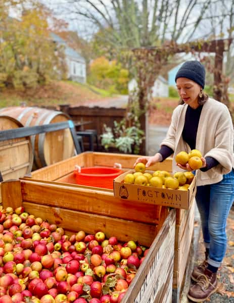 Loading gathered apples into the Fogtown cider press